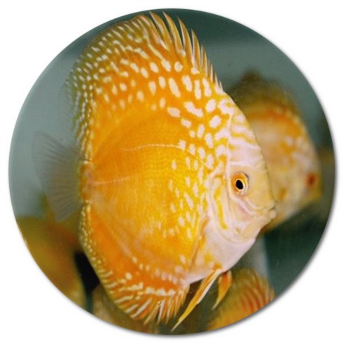 Golden Panda Discus Fish 5-6 inch